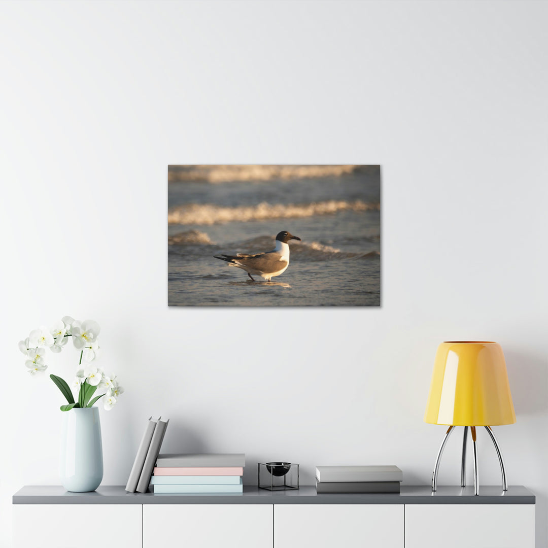 Laughing Gull in the Surf - Canvas