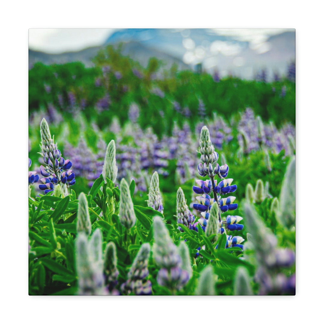 Glowing Lupin with Mountains - Canvas