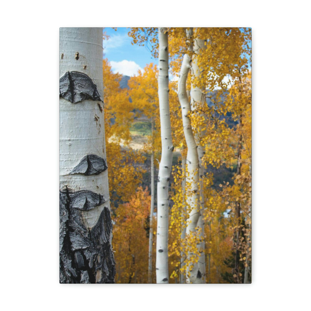 Aspens Changing - Canvas