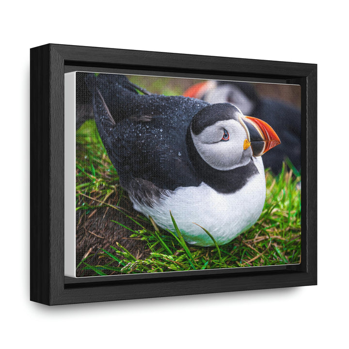 Resting Puffin - Canvas with Frame