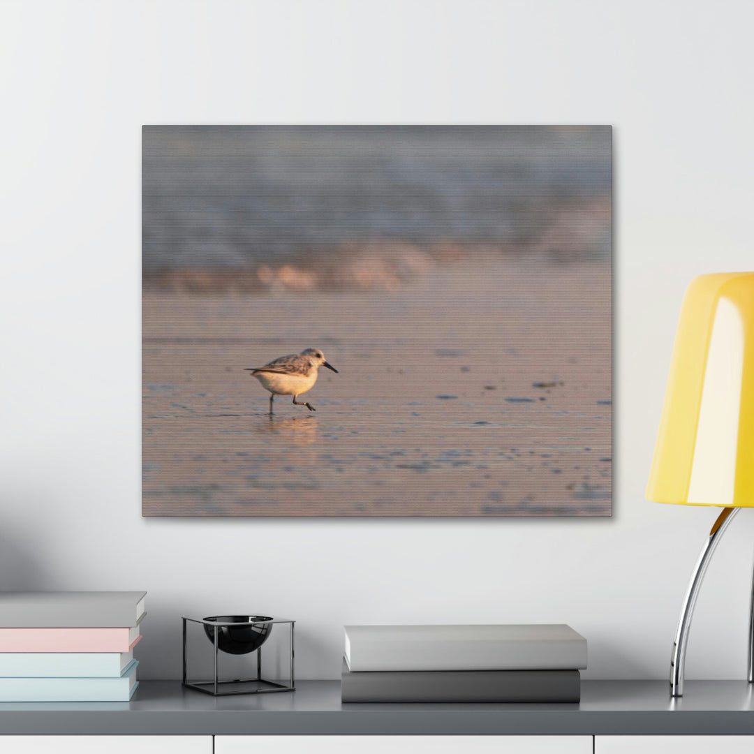 Sanderling in Soft Dusk Light - Canvas