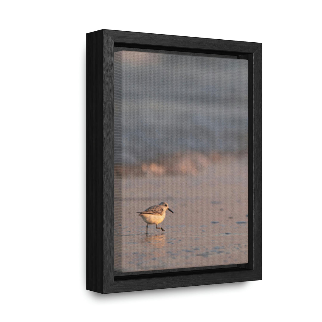 Sanderling in Soft Dusk Light - Canvas with Frame