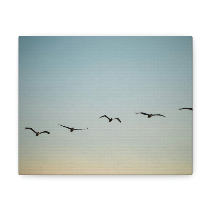 Brown Pelicans in Flight - Canvas