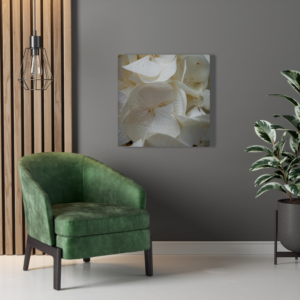 White Hydrangea Detail - Canvas