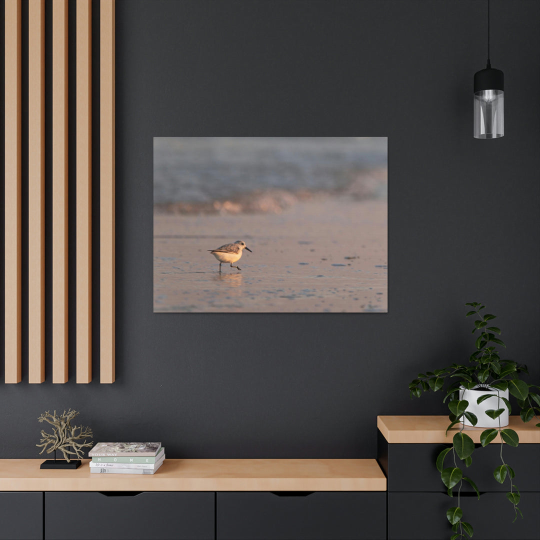 Sanderling in Soft Dusk Light - Canvas