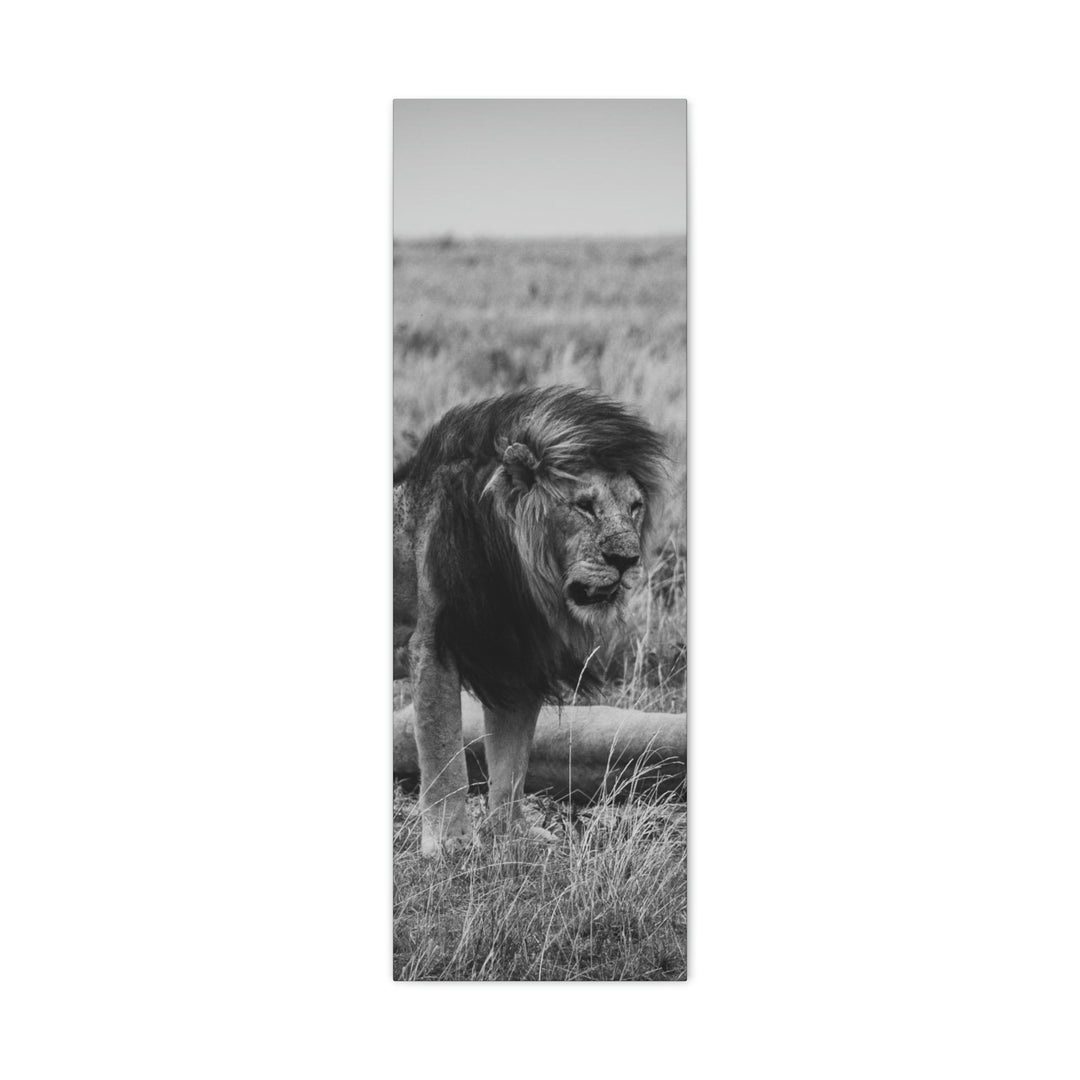 Mating Lions in Black and White - Canvas