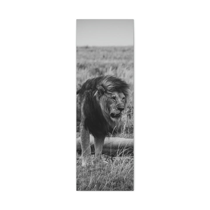 Mating Lions in Black and White - Canvas