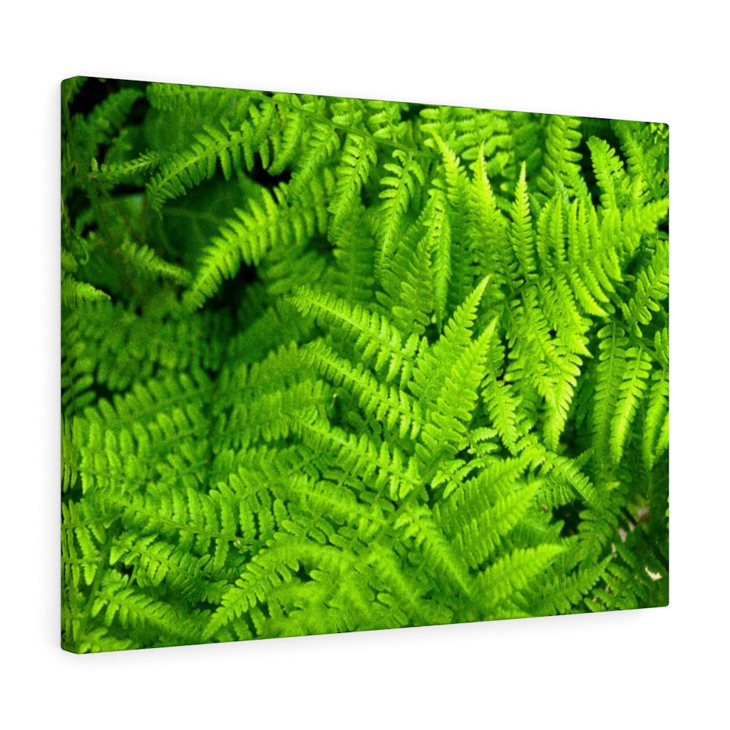 Ferns, Ferns, Ferns - Canvas