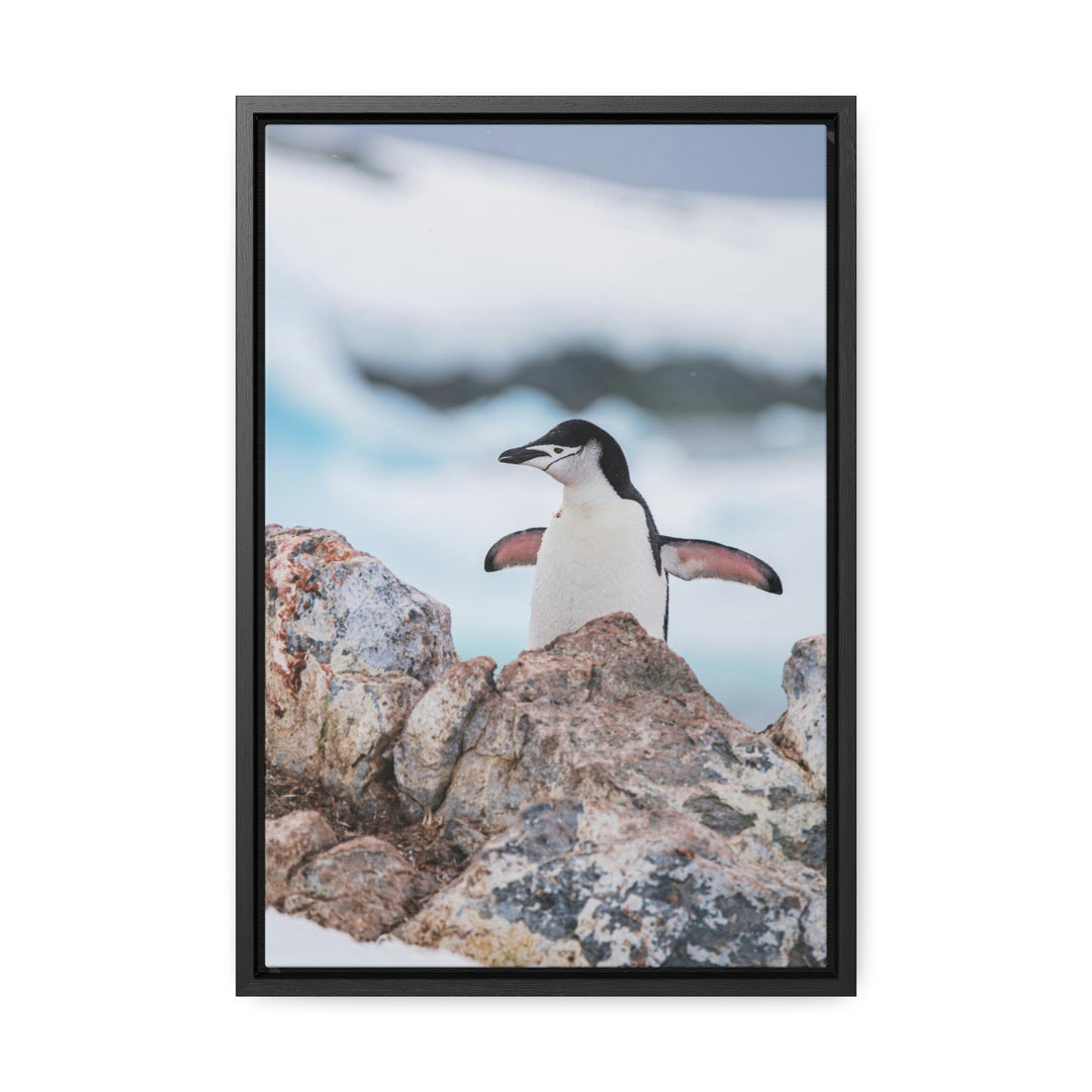 Stretched Penguin - Canvas with Frame