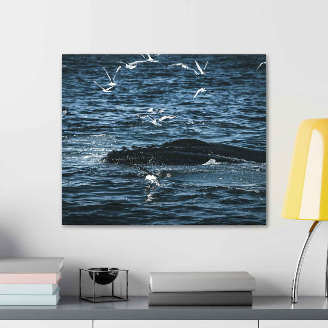 Humpback Hello - Canvas