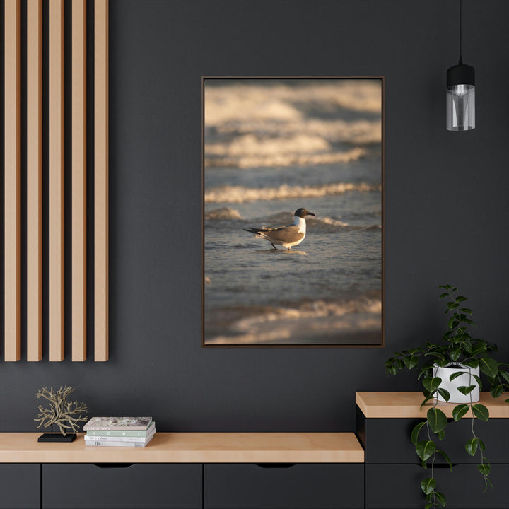 Laughing Gull in the Surf - Canvas with Frame