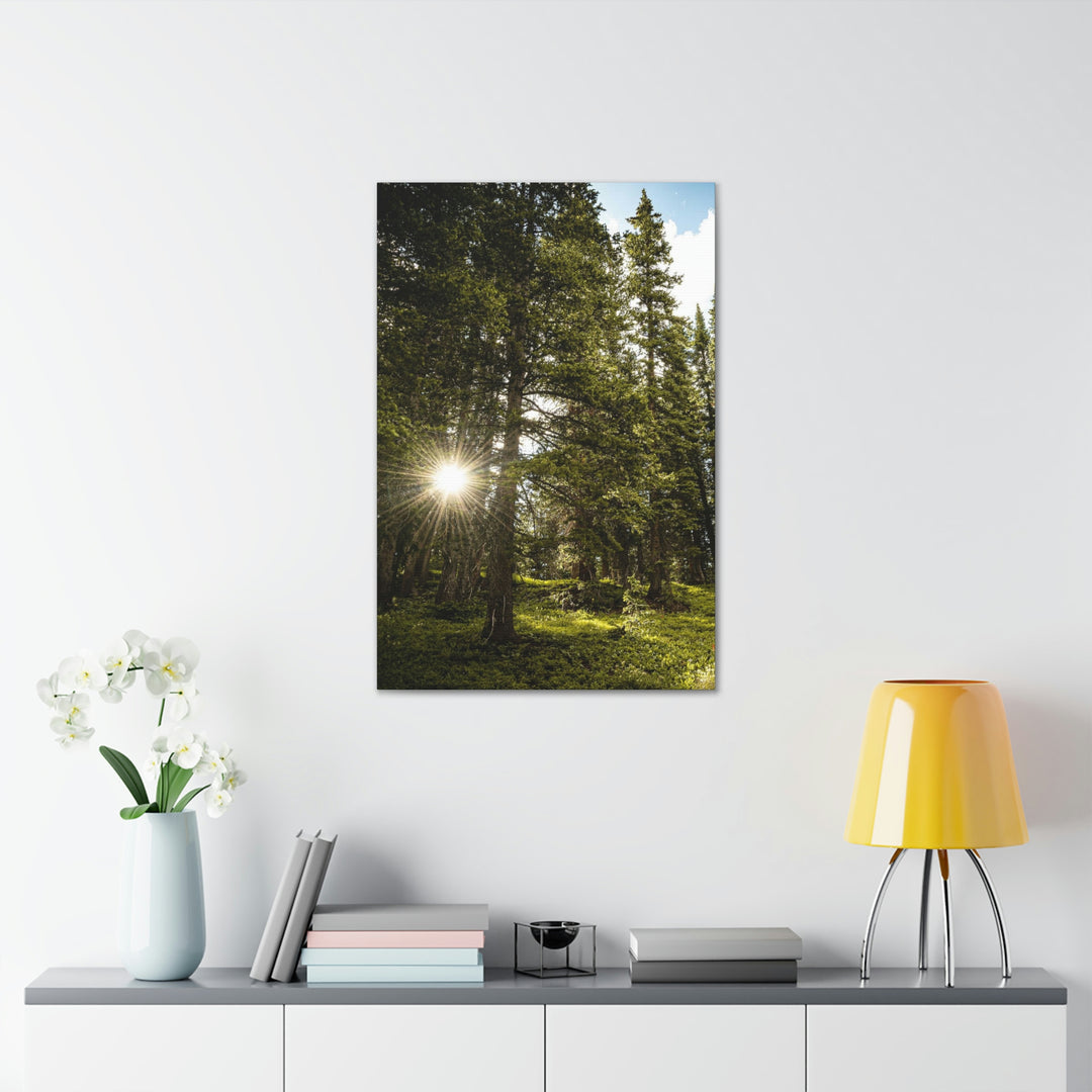 Forest Light - Canvas