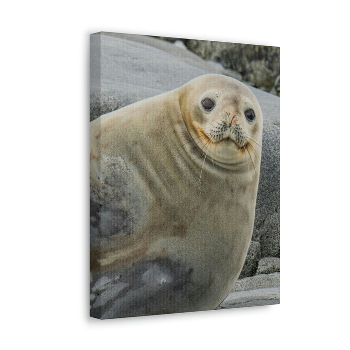 Weddell Smile - Canvas