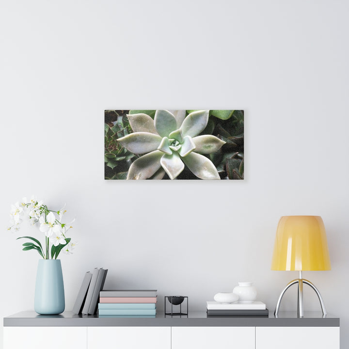 Succulent - Array - Canvas