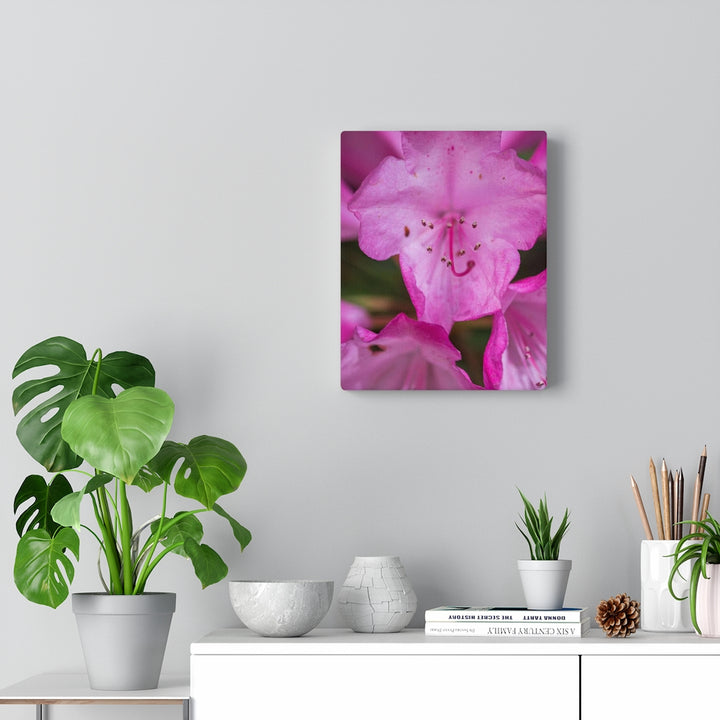 Soft Pinks - Canvas