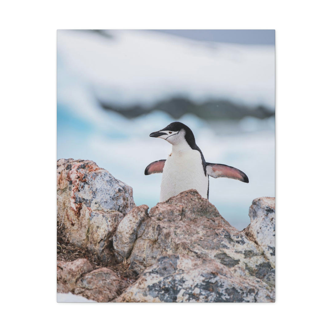 Stretched Penguin - Canvas