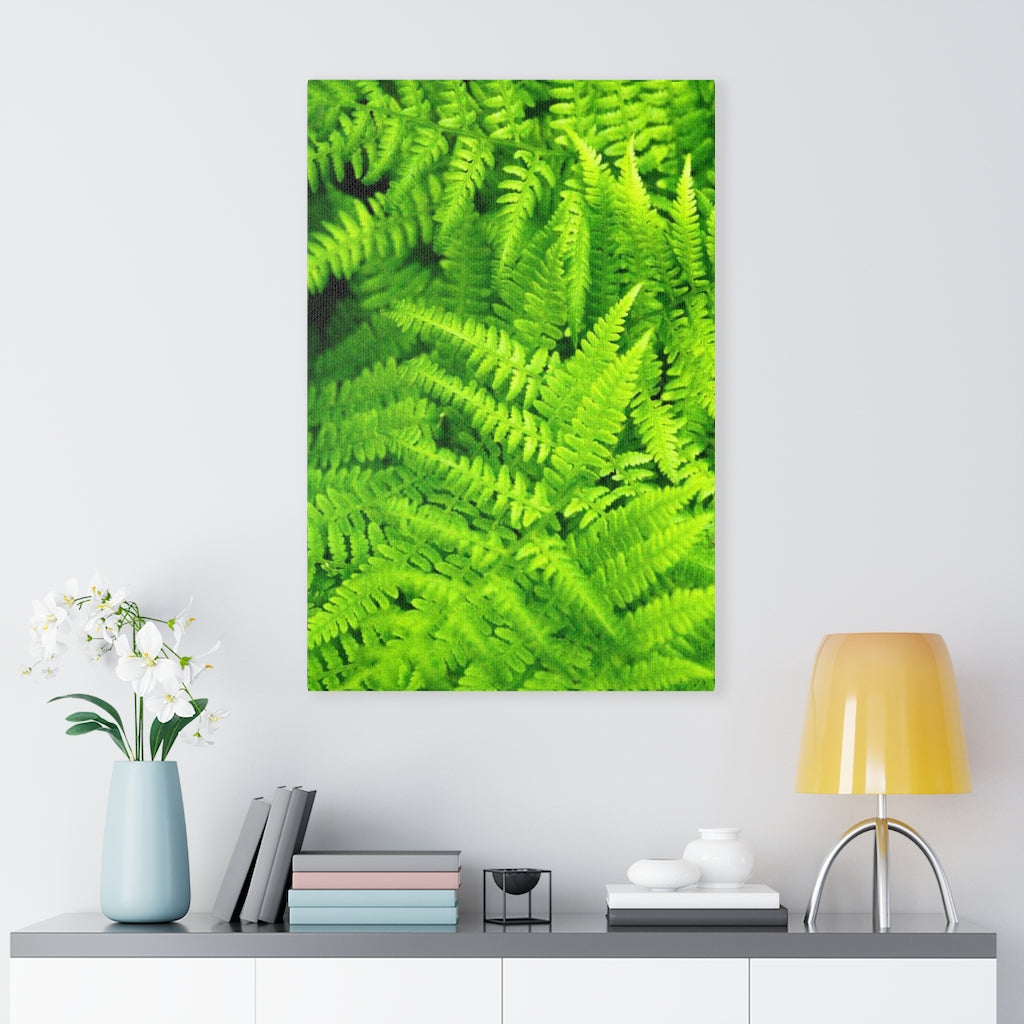 Ferns, Ferns, Ferns - Canvas