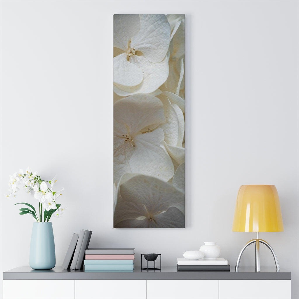 White Hydrangea Detail - Canvas