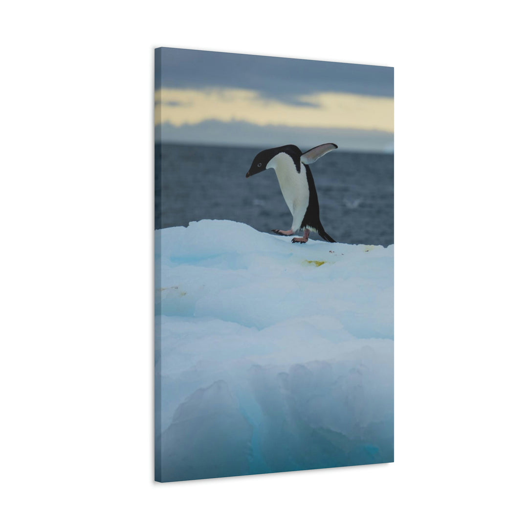 Penguin Dance - Canvas