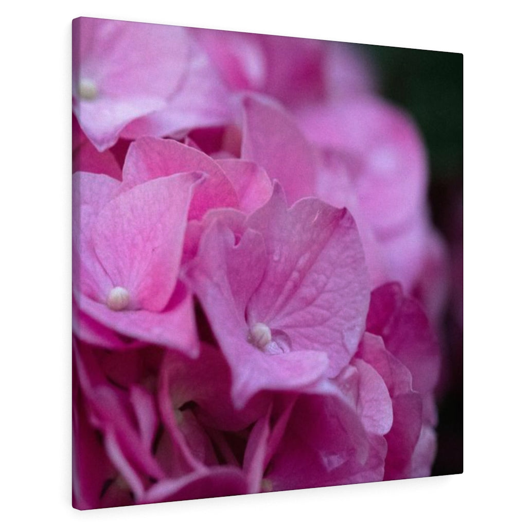 Pink Hydrangea Detail - Canvas