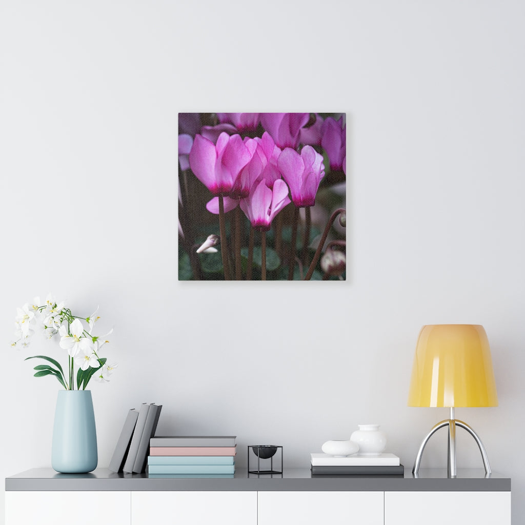 Cyclamen Reach - Canvas