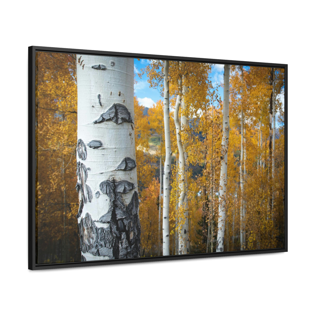 Aspens Changing - Canvas with Frame