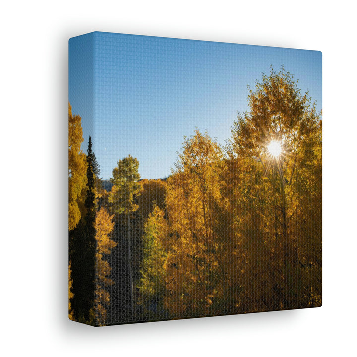 Sun Through the Aspens - Canvas