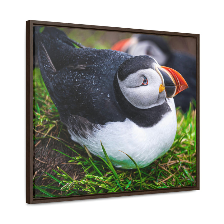 Resting Puffin - Canvas with Frame