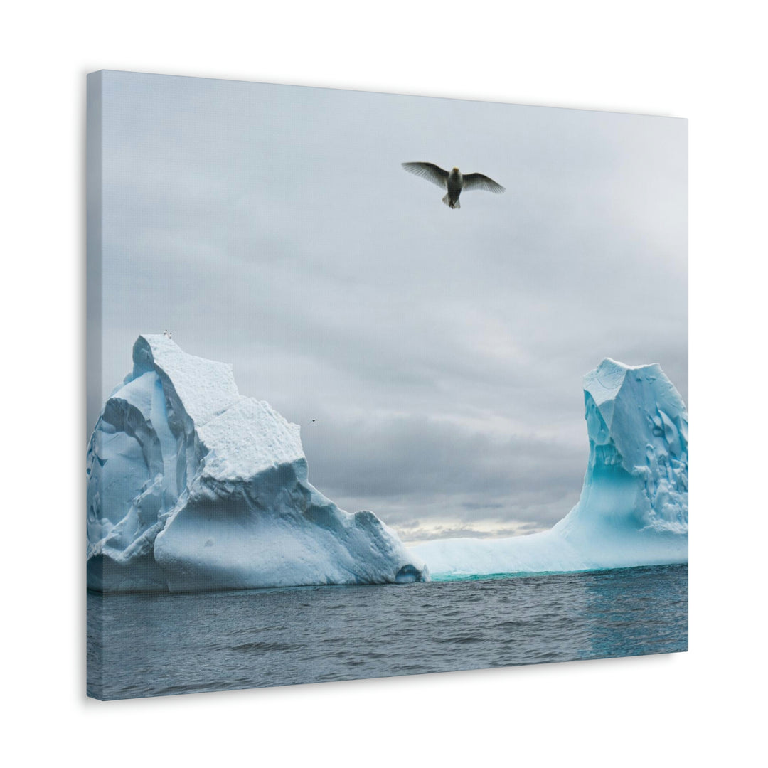 Antarctic Flight - Canvas