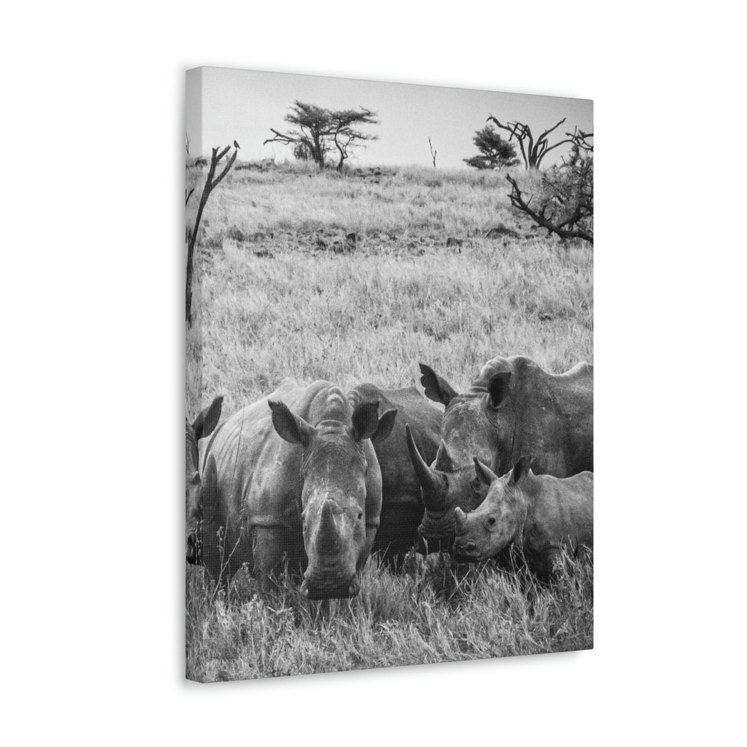 Rhino Family in Black and White - Canvas