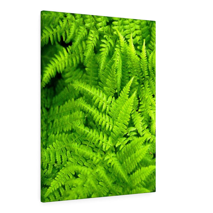 Ferns, Ferns, Ferns - Canvas