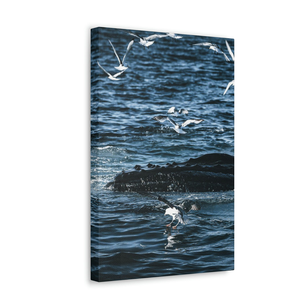 Humpback Hello - Canvas