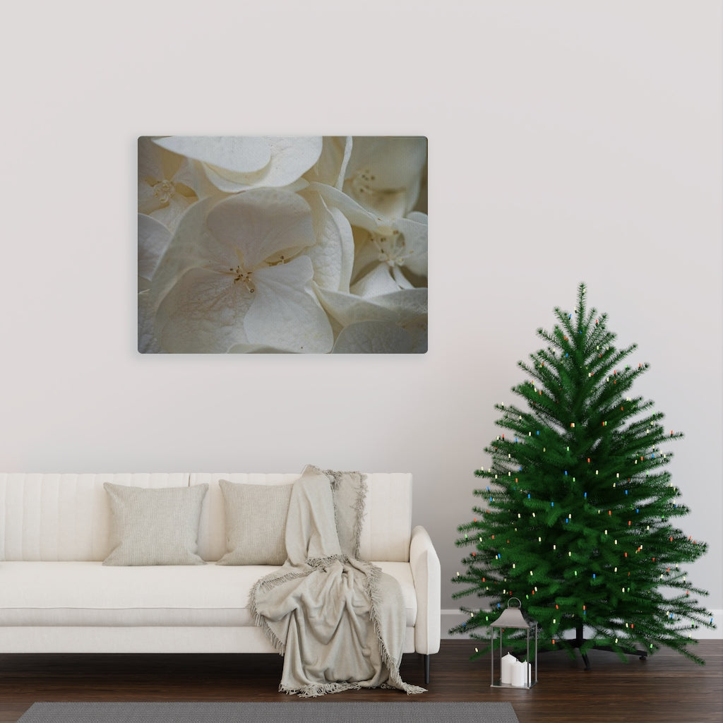 White Hydrangea Detail - Canvas