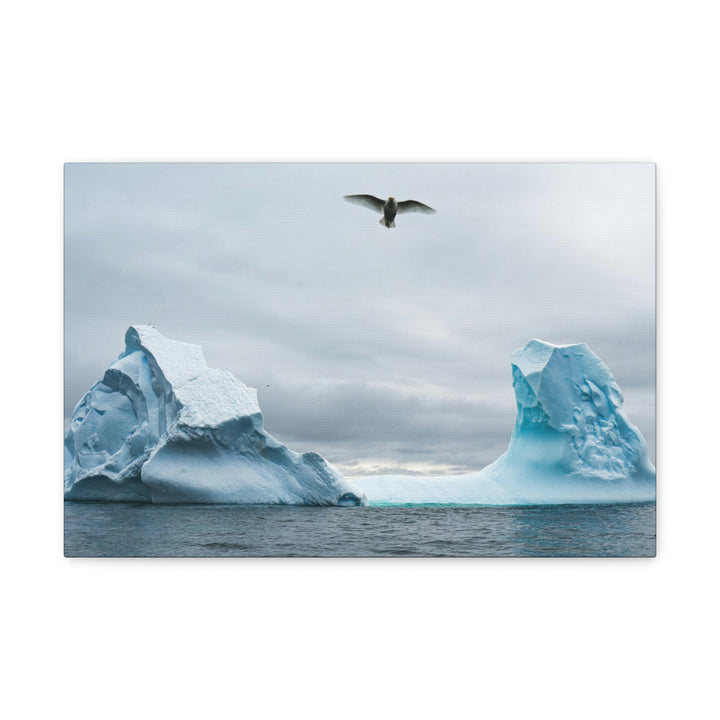 Antarctic Flight - Canvas