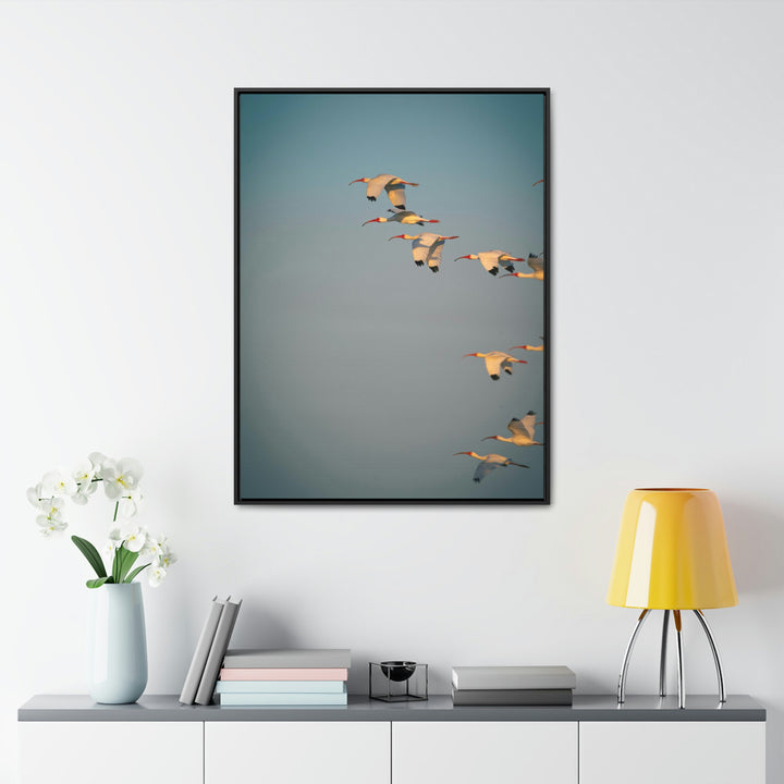 White Ibis in Flight - Canvas with Frame