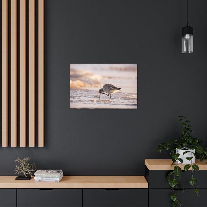 Willet Itch - Canvas