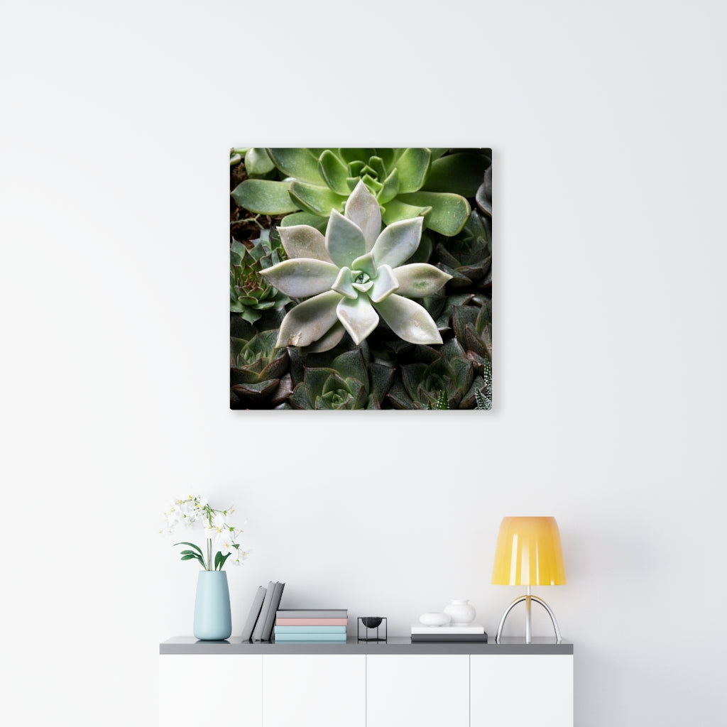 Succulent - Array - Canvas