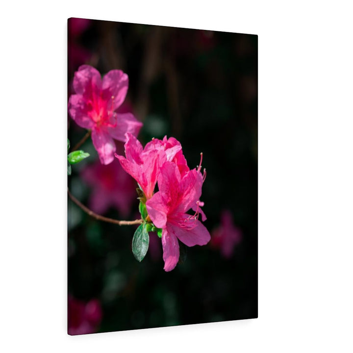 Standout Azalea - Canvas