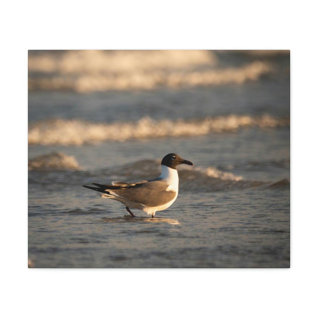 Laughing Gull in the Surf - Canvas