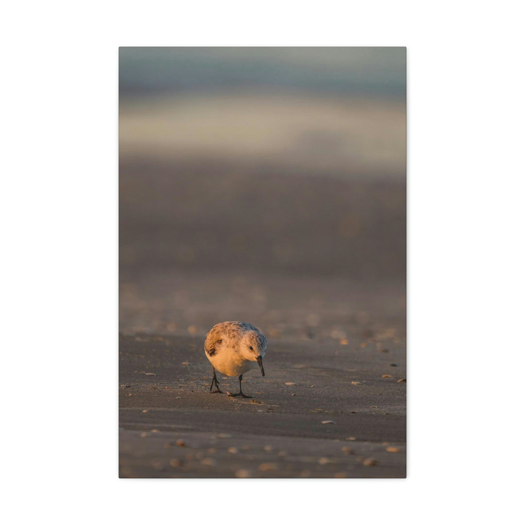 Feeding Sanderling - Canvas