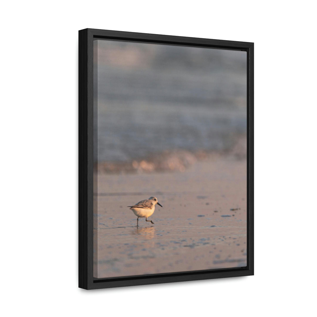 Sanderling in Soft Dusk Light - Canvas with Frame