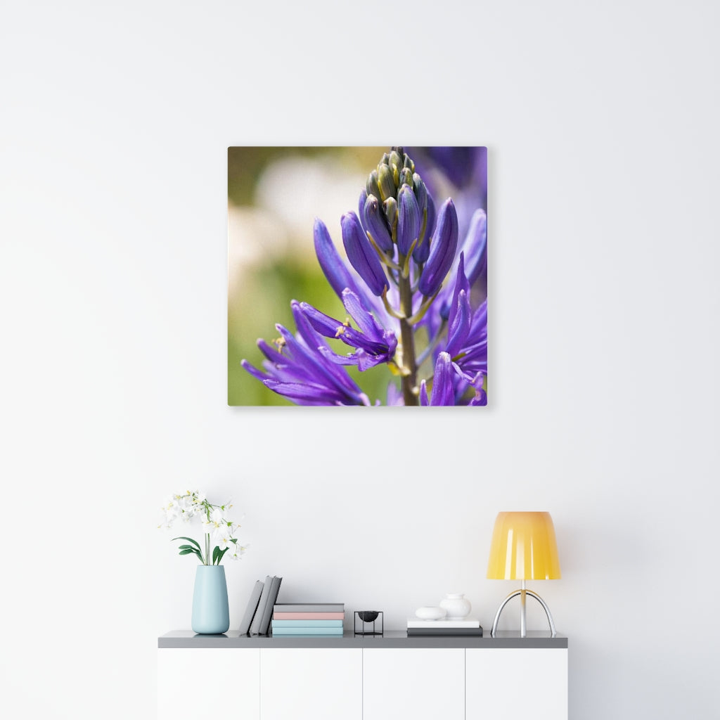 Camas in Bloom - Canvas