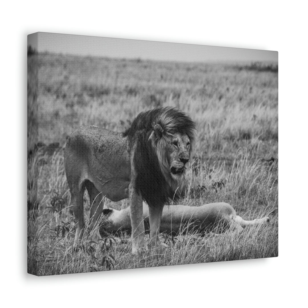 Mating Lions in Black and White - Canvas