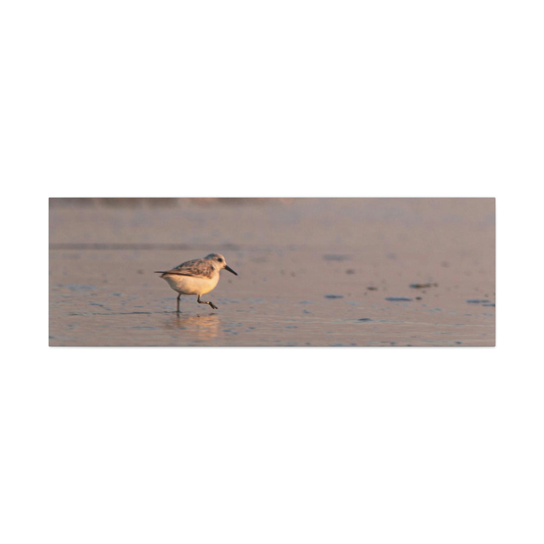 Sanderling in Soft Dusk Light - Canvas