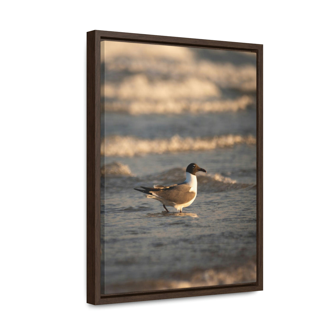 Laughing Gull in the Surf - Canvas with Frame