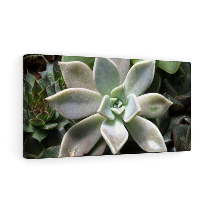 Succulent - Array - Canvas