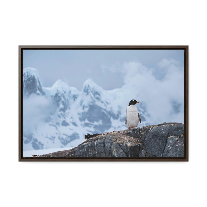 Poised Penguin - Canvas with Frame