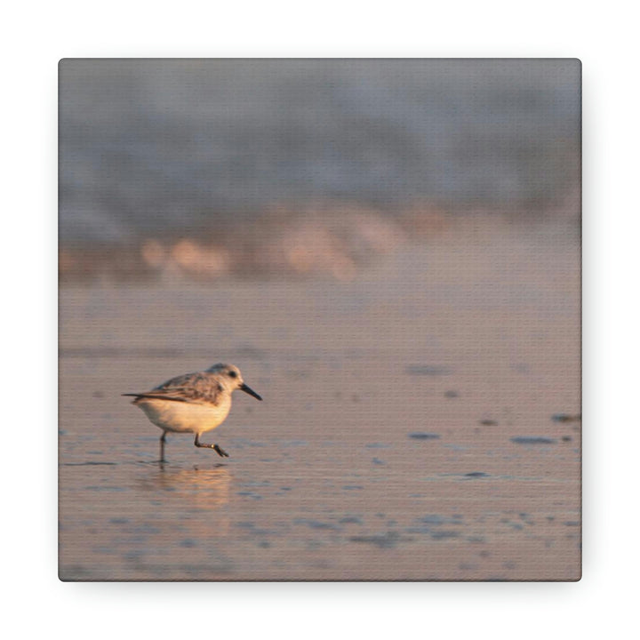 Sanderling in Soft Dusk Light - Canvas