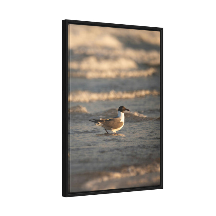 Laughing Gull in the Surf - Canvas with Frame