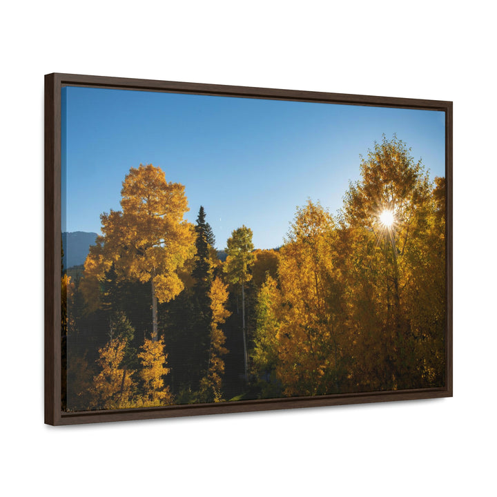 Sun Through the Aspens - Canvas with Frame